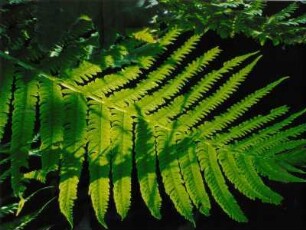 Farn im Sonnenlicht