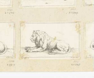 Liegender Löwe, nach links, mit blinzelnden Augen, Blatt 10 der Folge "Receuil de lions"