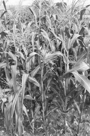 Ernteeinbußen im heißen Sommer 1983