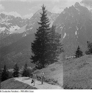 Bäume in den Alpen