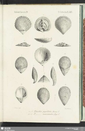 Pl. 523