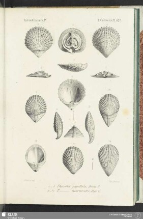 Pl. 523