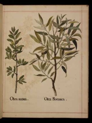 Olea sativa, Olea Boemica