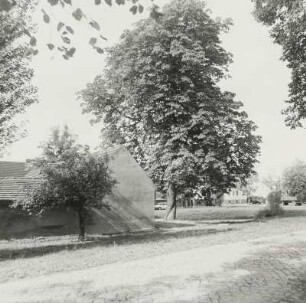 Roßkastanie (Aesculus hippocastanum; Naturdenkmal)
