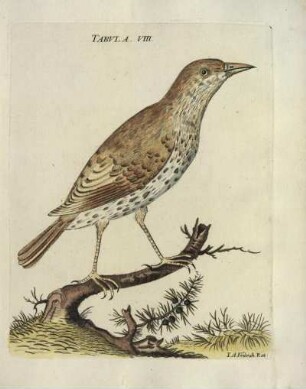Tabvla. VIII.