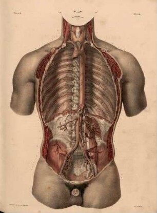 Abdominale Aorta