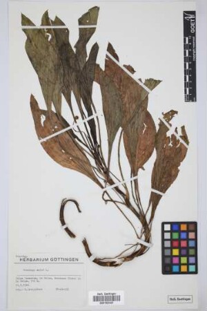 Plantago major L.