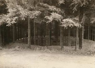 Mittelsächsisches Hügelland. Gersdorfer Wald östlich von Roßwein. Pinge von 1797 am Wege unter des ehemaligen Joseph-Schachtes