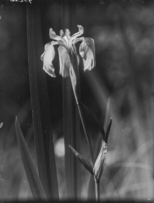 Sumpf-Schwertlilie : Sumpf-Schwertlilie (Iris pseudacorus Linnaeus), auch als Wasser-Schwertlilie bekannt.