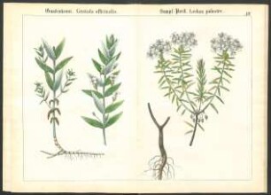 Tafel XIV.: Gnadenkraut. [...] Sumpf-Porst. [...]
