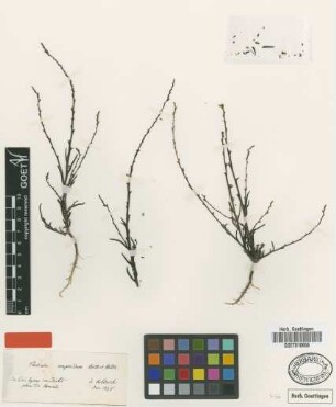 Thesium compressum Boiss. & Heldr. [isotype]