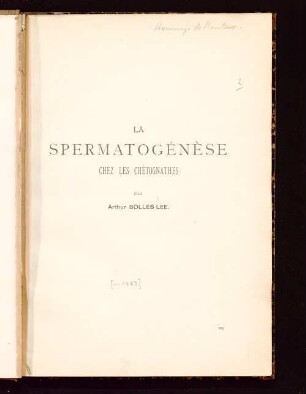 La spermatògénèse chez les Chétognathes