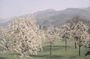 Schwarzwald. Wiese mit Obstbäumen in der Nähe von Weil?