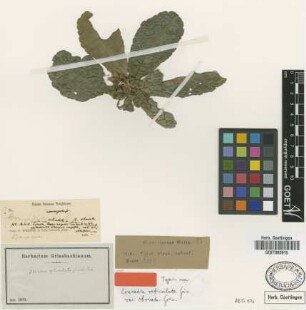 Conradia reticulata Griseb. var. Griseb. obovata[type]