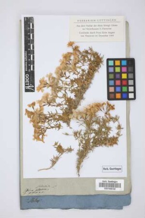 Phlox subulata L.