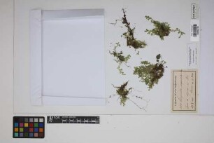Selaginella plagiochila Baker