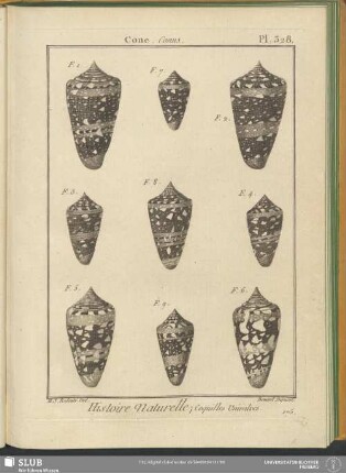 Pl. 328. Cone. Conus