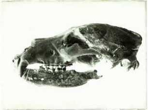 Ursus arctos fossilis
