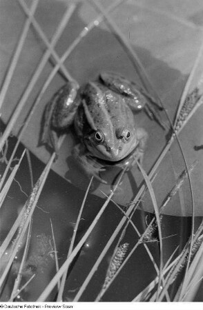 Frosch in einem Tümpel
