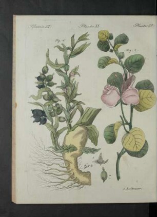 Tafel [XI-XV]