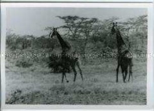Zwei Giraffen, Nairobi, Kenia