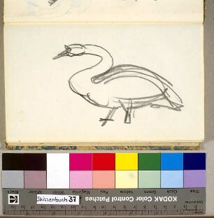 Schwan