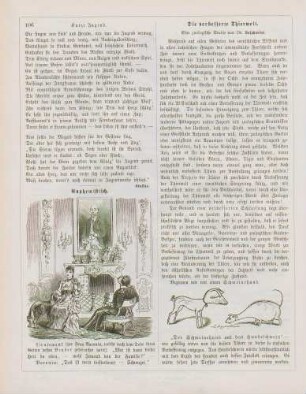 "Euphemistisch" "Die verbesserte Thierwelt"