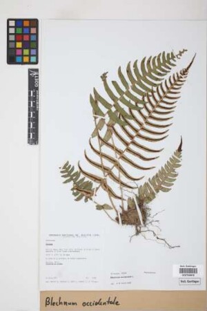 Blechnum occidentale L.