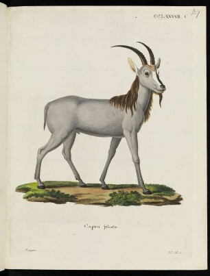 CCLXXXVII. C. Capra jubata.