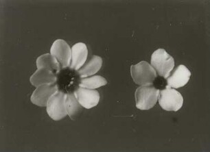 Blütenstand der Pflanze Vergißmeinnicht (Myosotis)