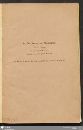 Zur Morphologie der Calamarien