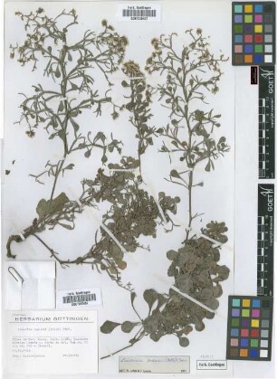 Limonium braunii (Bolle) A.Chev.