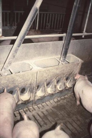 Fotografie: Fütterungstechnik, Futtervorlage, Mastschwein, Trockenfütterungsanlage, Vollspaltenboden