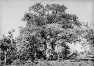 Lagerplatz : Der Lagerplatz unter einem Baobab