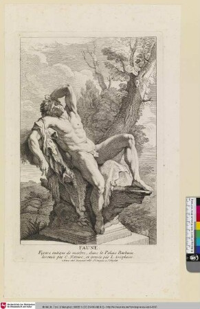 Faune