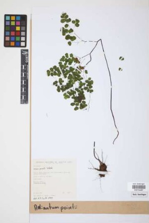 Adiantum poiretii