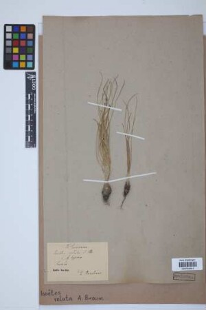 Isoetes velata velata A. Br.