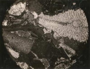 Granit-Marmor von Blaubeuren, Dünnschliff, schwach vergrößert