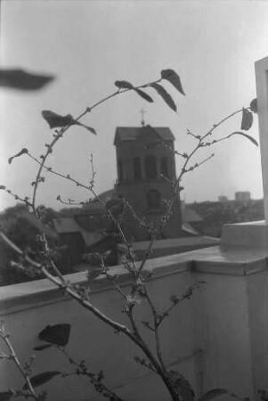 Hamamelisblüte infolge der Trockenperiode des Sommers 1971