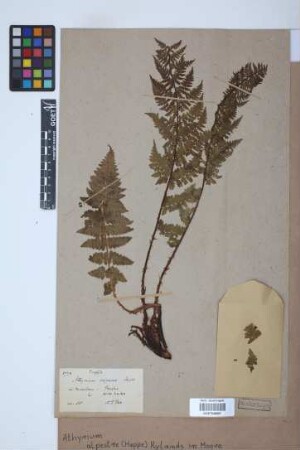 Athyrium alpestre (Hoppe) Rylands