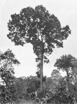 Baumvegetation : Aufnahme eines Baumes