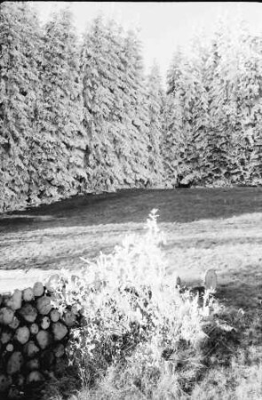 Saig: Raureif-"Blüte" am Holzstoß