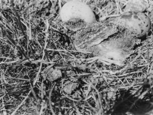 Kücken : Küken und Eier in einer Vogelkolonie auf der Insel Neuwerk