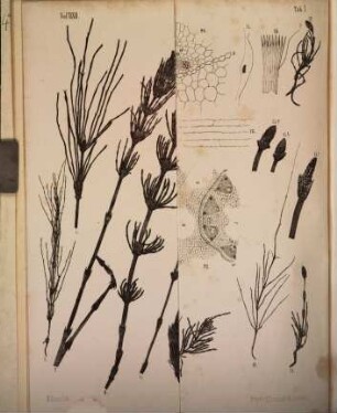 Monographia equisetorum