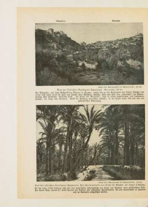 Aus der südlichen Randzone Spaniens. Granada, 650 m
