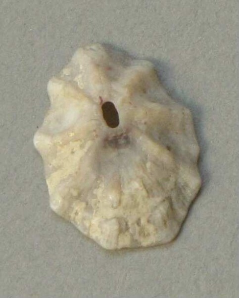 Muschelschale