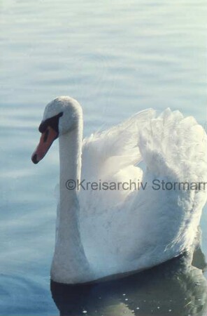 Poggensee: Freibad: Schwan im Wasser