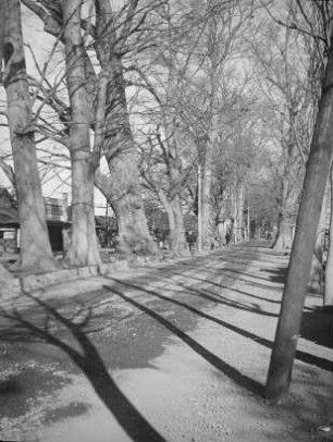 Kamakura Kaidō (Straße nach Kamakura) in Fuchū (Tokio) : Straßenbild mit Allee