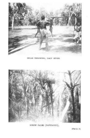 Spear-throwing, Daly River Screw Palms (pandanus)