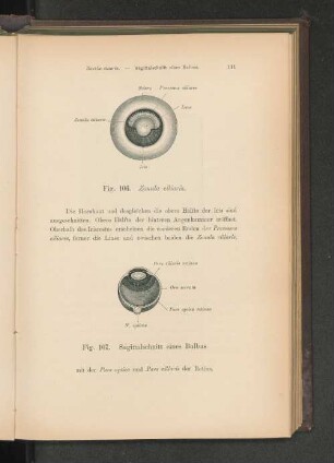 Fig. 107. Sagittalschnitt eines Bulbus.